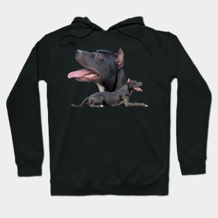 American Pit Bull Terrier Hoodie